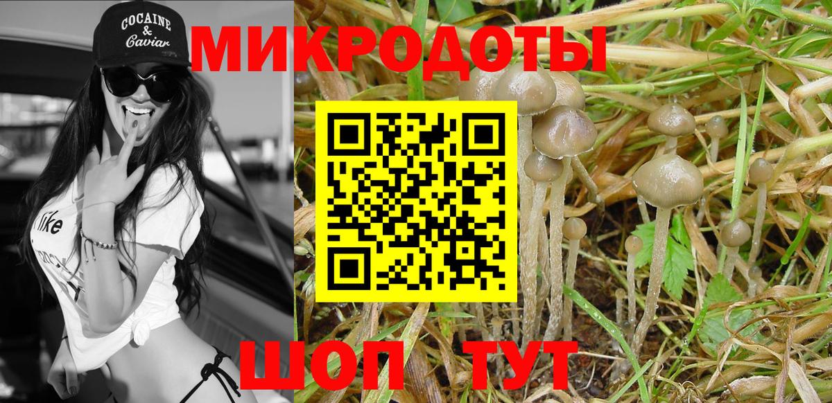 Псилоцибиновые грибы Psilocybine cubensis Щёкино
